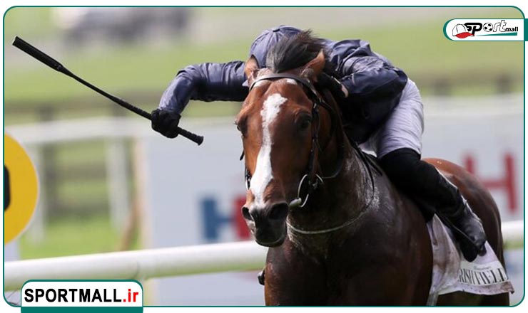 راهنمای خرید انواع شلاق سوارکاری